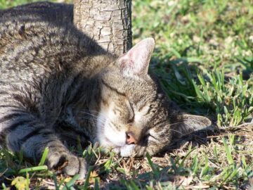 Thumbnail Sonhar com Enterro de Gato