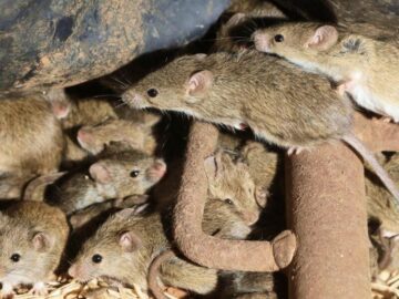 Thumbnail Sonhar com Epidemia de Ratos