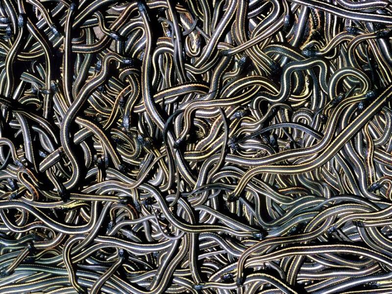 Sonhar com Epidemia de Cobras