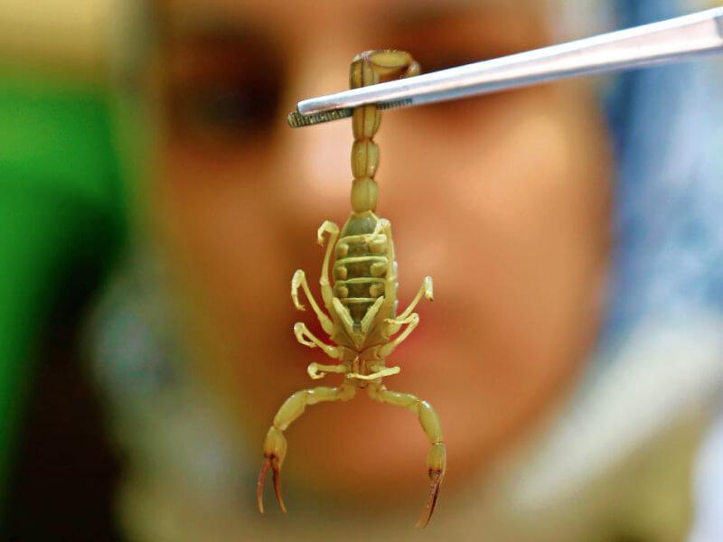 Sonhar com Pequenos Escorpiões