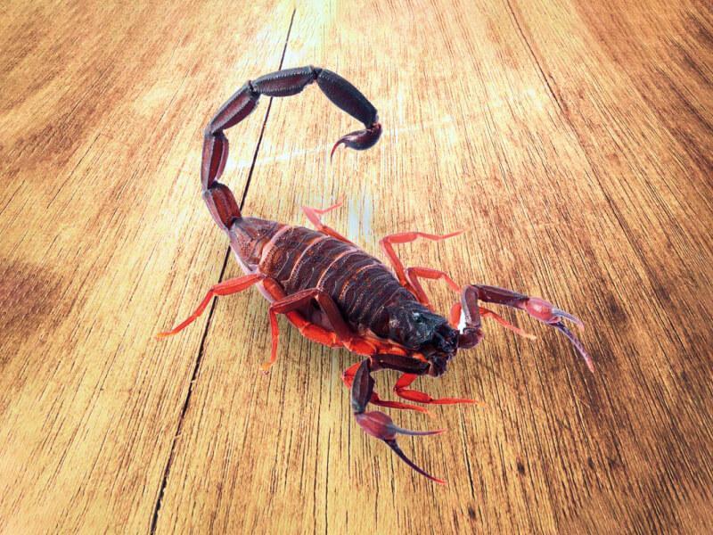 Sonhar com Escorpiões Vermelhos