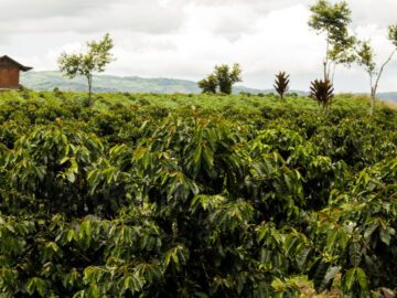 Thumbnail Sonhar com Fazenda de Café