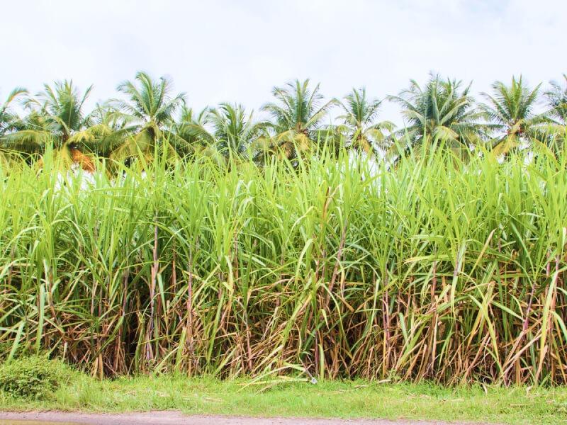 Sonhar com Fazenda de Cana
