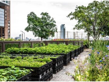 Sonhar com Fazenda Urbana