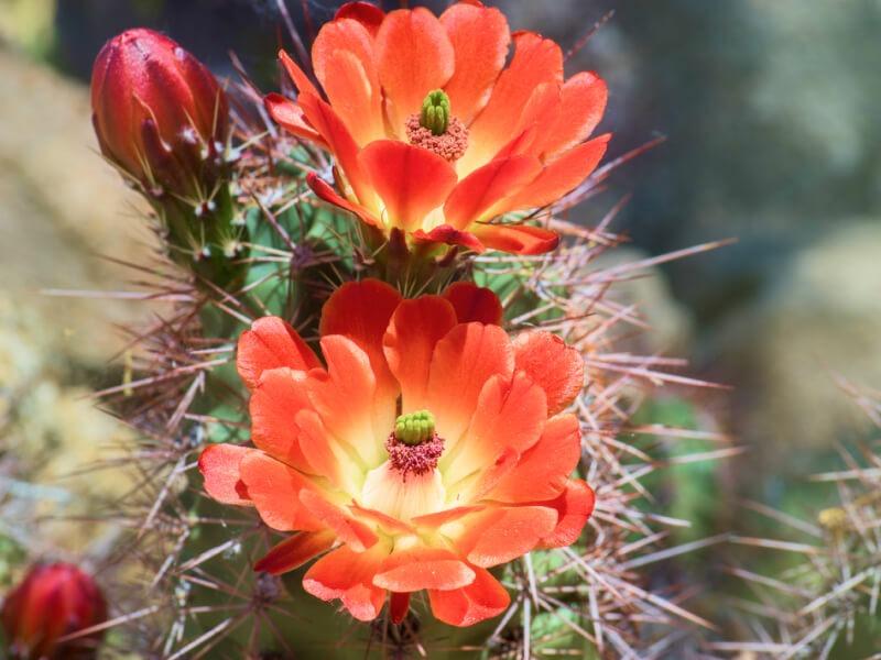 Sonhar com Flor do Deserto