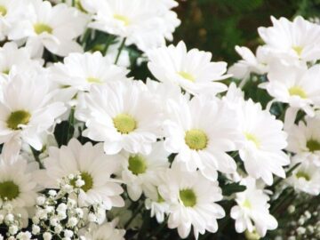 Thumbnail Sonhar com Flores Brancas