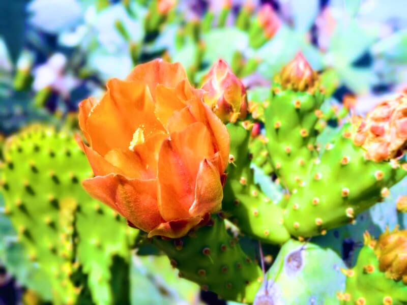 Sonhar com Flores de Cactos