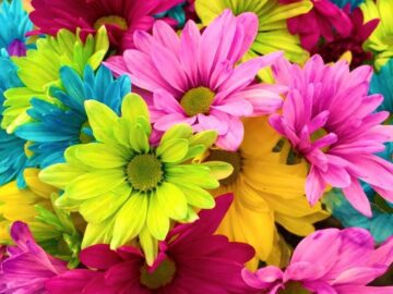 Thumbnail Sonhar com Flores Coloridas