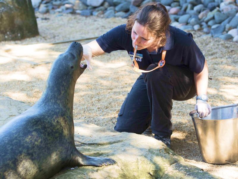 Sonhar com Foca de Estimação