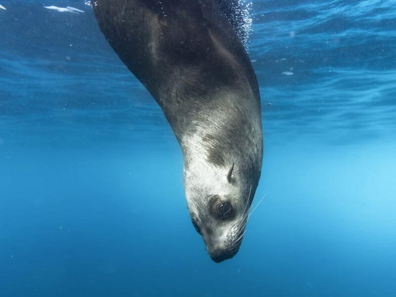 Sonhar com Foca Marinha
