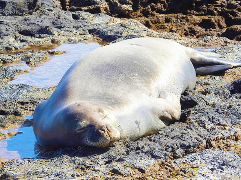 Sonhar com Foca Morta