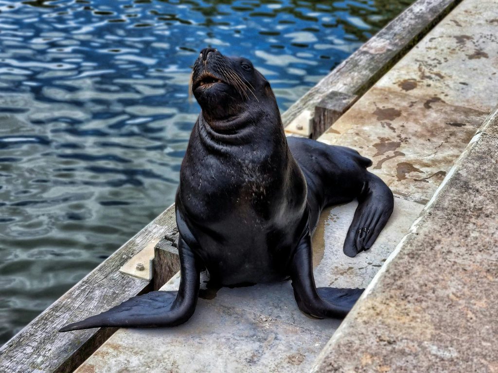 Sonhar com Foca Preta