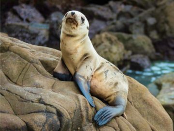 Sonhar com Bebês Focas
