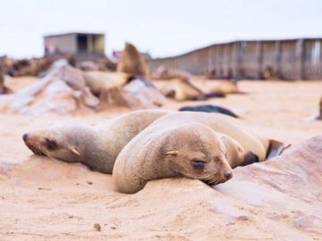 Thumbnail Sonhar com Focas Adormecidas