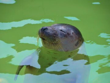 Sonhar com Focas em uma Piscina