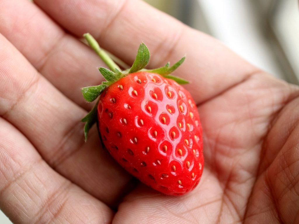 Sonhar com Morango na Mão