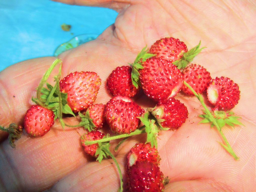 Sonhar com Morango Pequeno