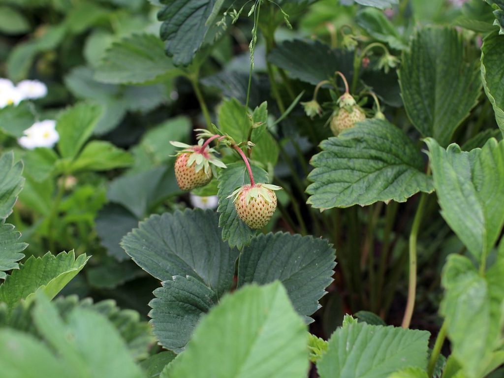 Sonhar com Verde morango