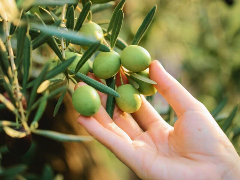 Sonhar com Pomares de Oliveiras