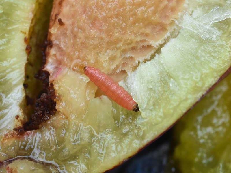 Sonhar com Frutas com Vermes