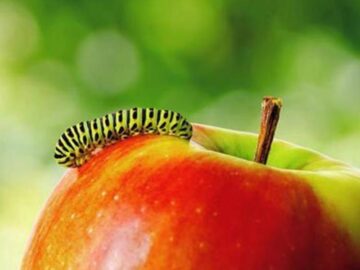 Thumbnail Sonhar com Frutas com Minhocas