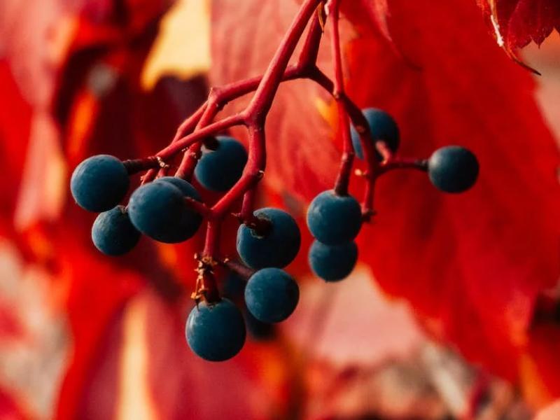Sonhar com Fruta Preta