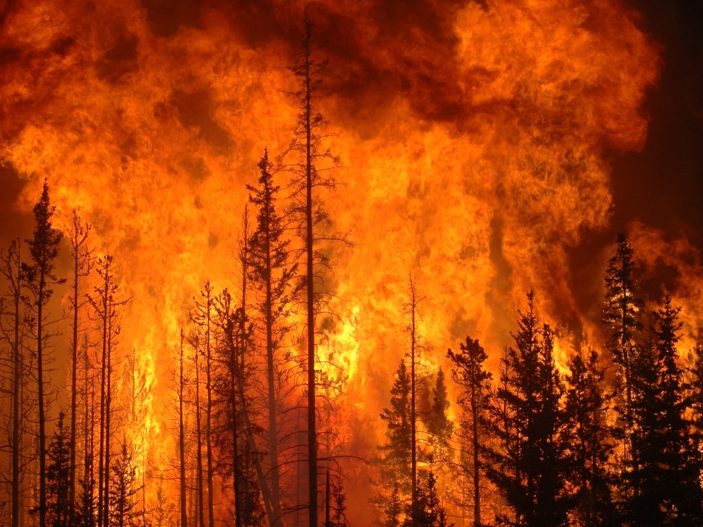 Sonhar com Fogo na Floresta
