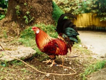 Sonhar com Galinha Amarrada