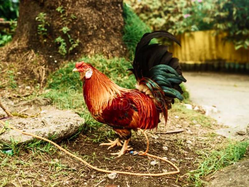 Sonhar com Galinha Amarrada