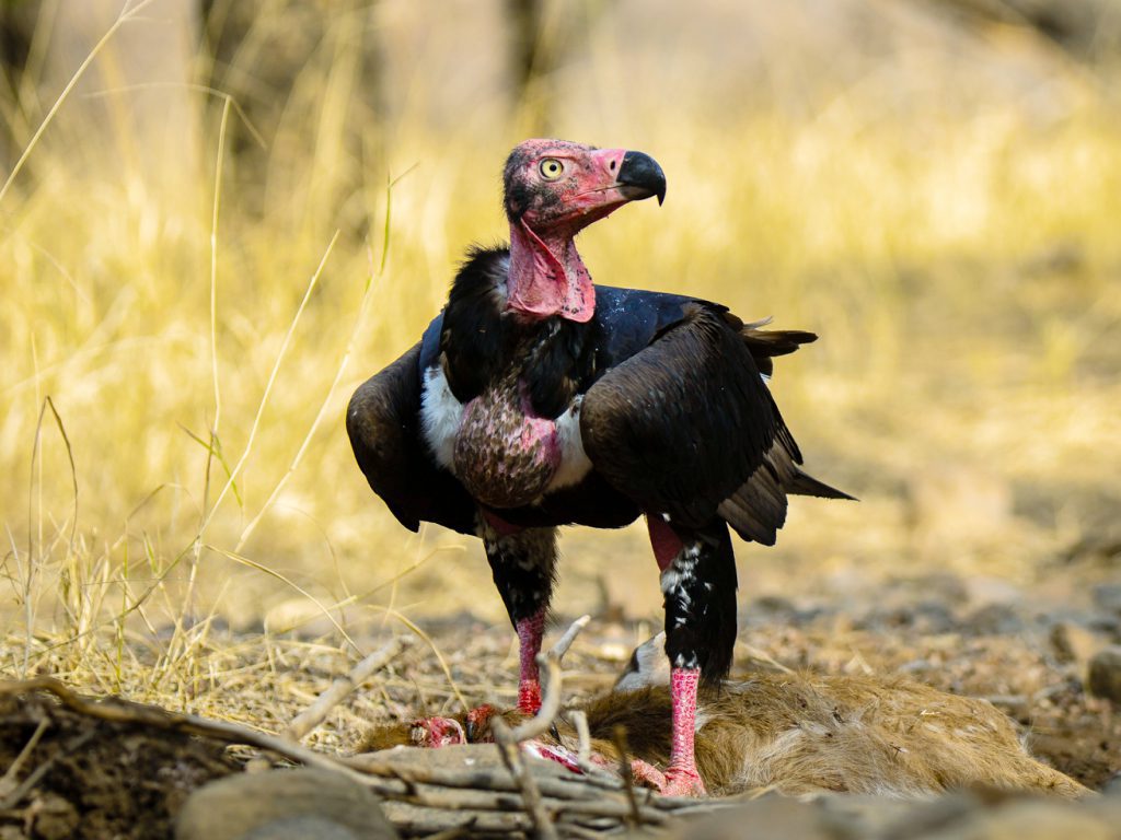 Sonhar com Galo Silvestre de Cabeça Vermelha