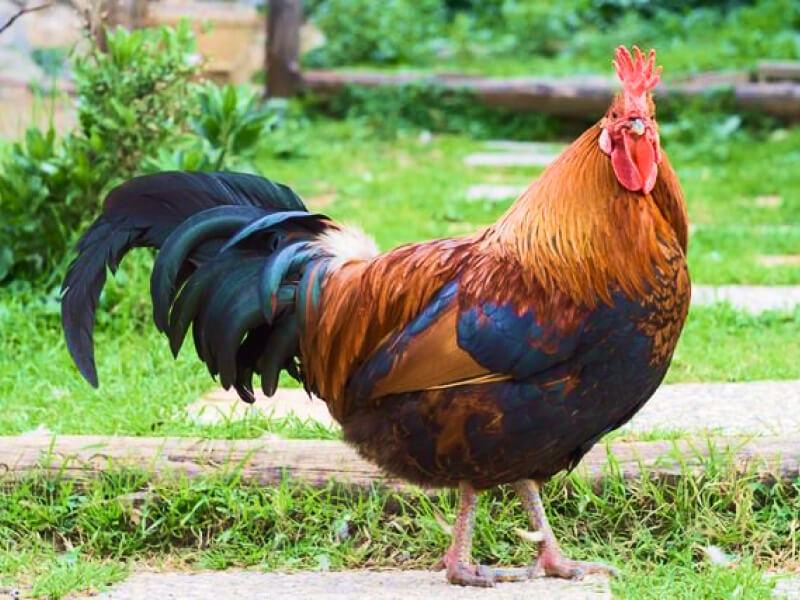Sonhar com Galos Gordos