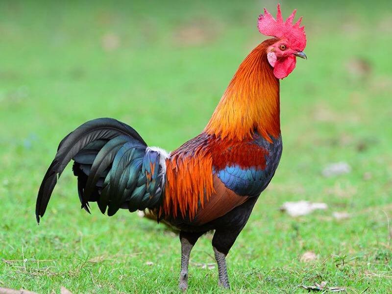 Sonhar com Galos