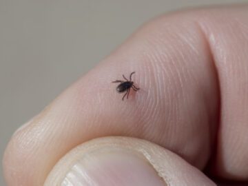 Sonhar com Pequenos Carrapatos