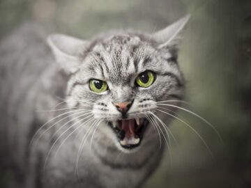 Sonhar com Gatos Agressivos