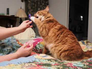Thumbnail Sonhar com Gatos Atacando