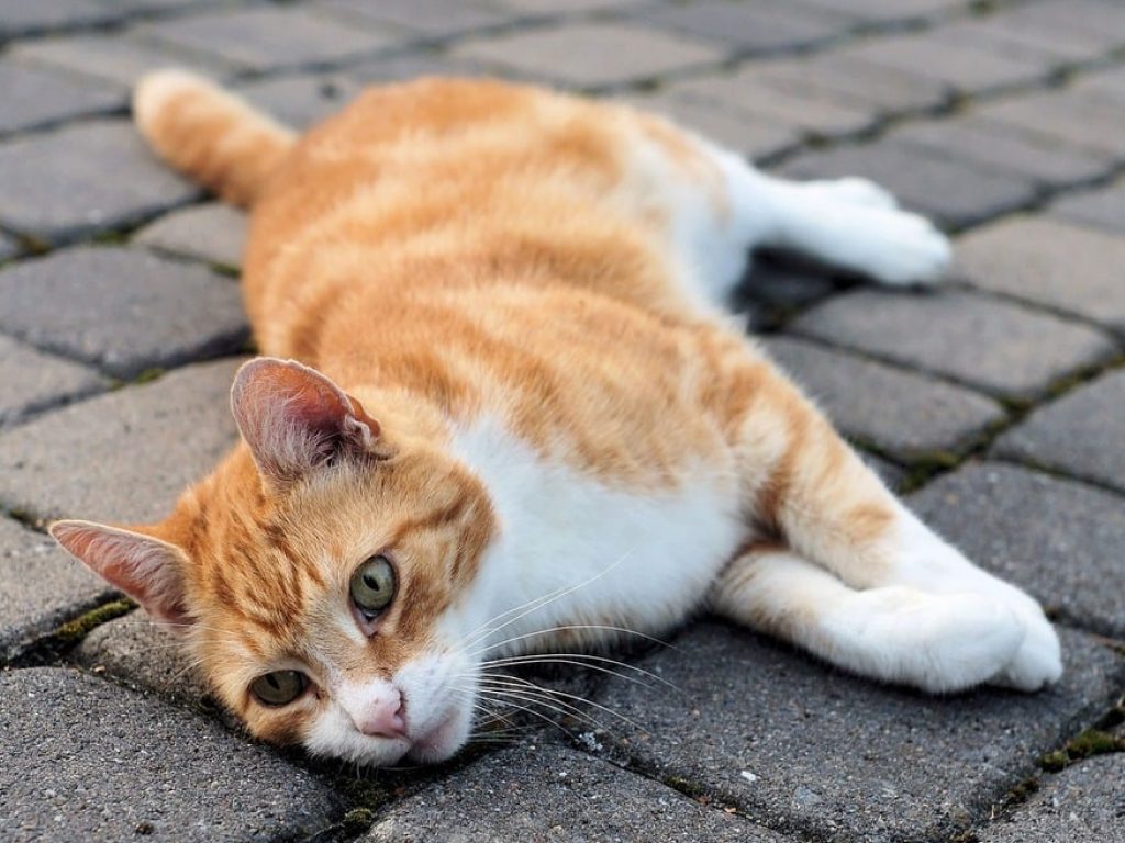 Sonhar com Gatos Sendo Atropelados