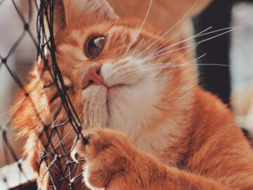 Thumbnail Sonhar com Gatos Atacando Você