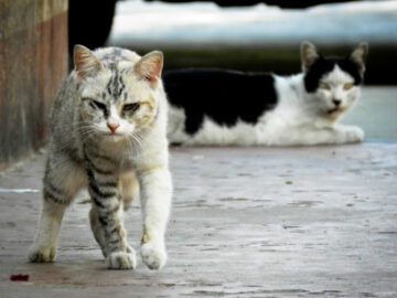 Thumbnail Sonhar com Gatos Errantes