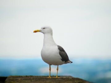 Sonhar com Gaivotas
