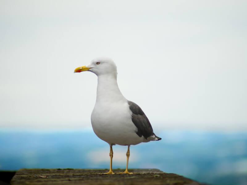 Sonhar com Gaivotas
