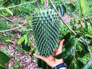 Thumbnail Sonhar com Graviola Gigante