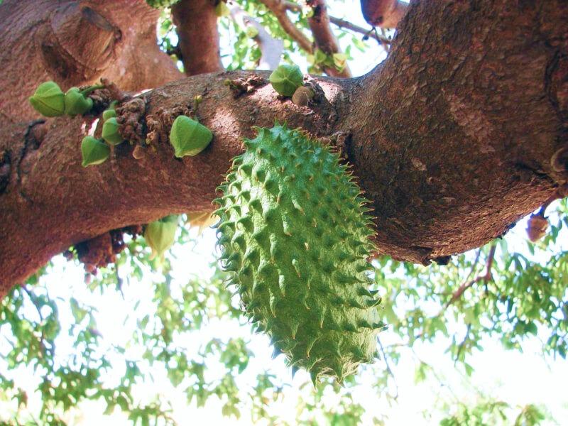 Sonhar com Graviola Grande
