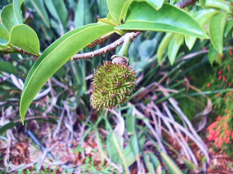 Sonhar com Pequena Graviola