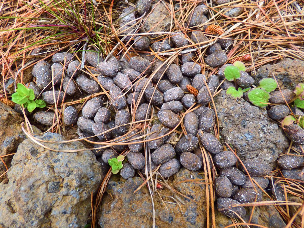 Sonhar com Guano de Cabra