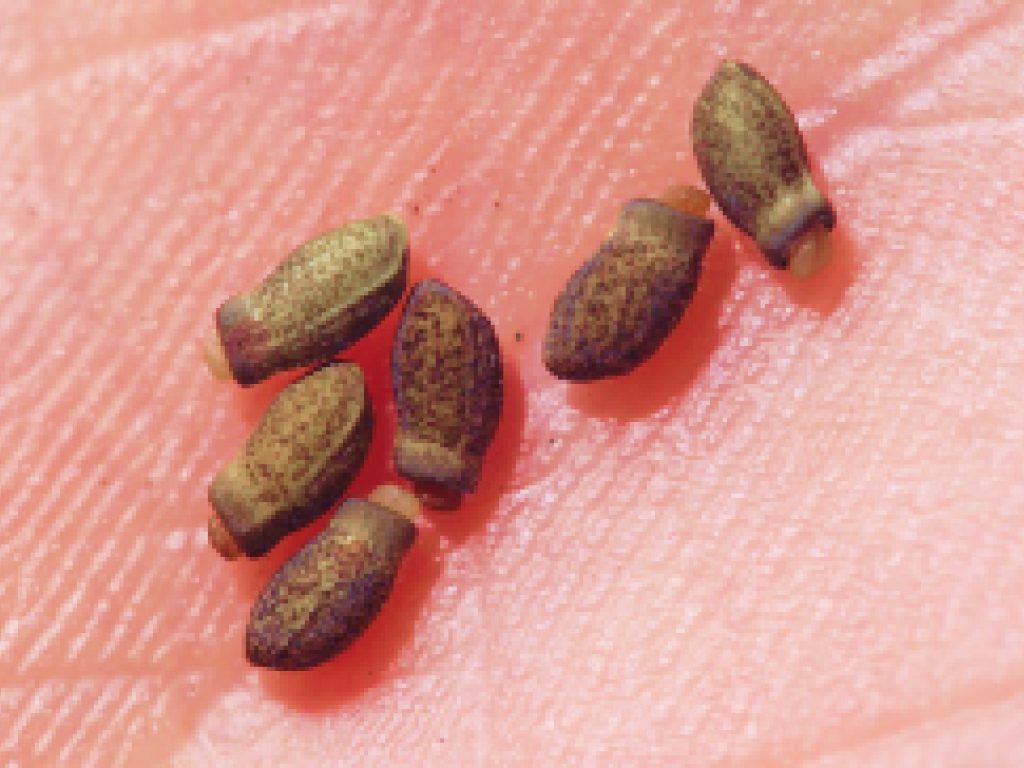 Sonhar com Guano de Cuy