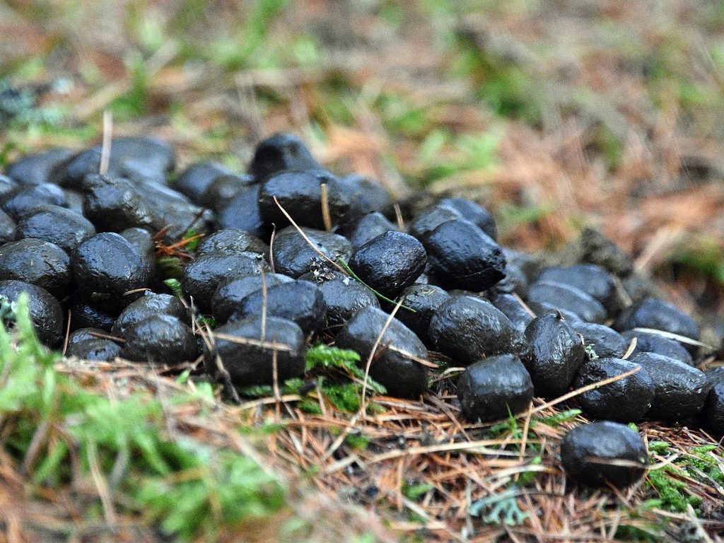Sonhar com Excrementos de Ovelhas