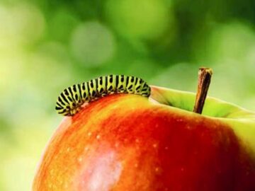 Thumbnail Sonhar com Minhocas de Frutas
