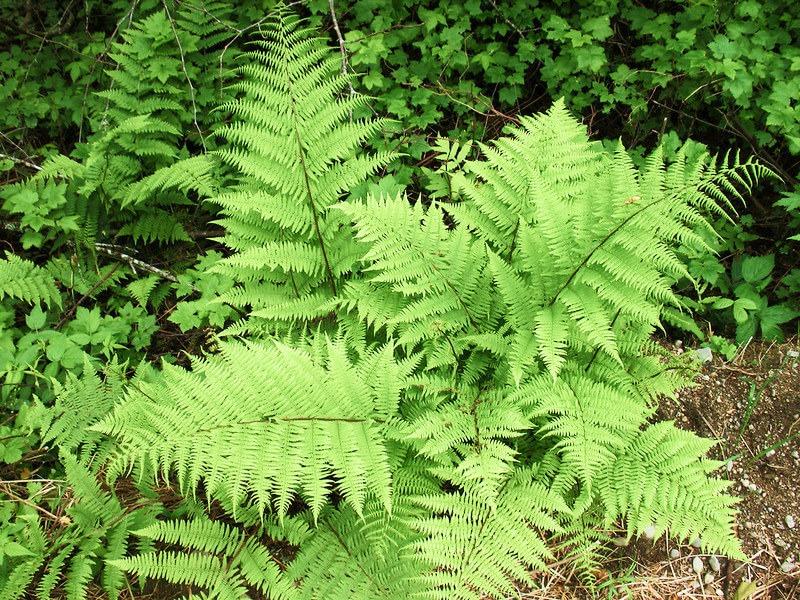 Sonhar com Samambaias