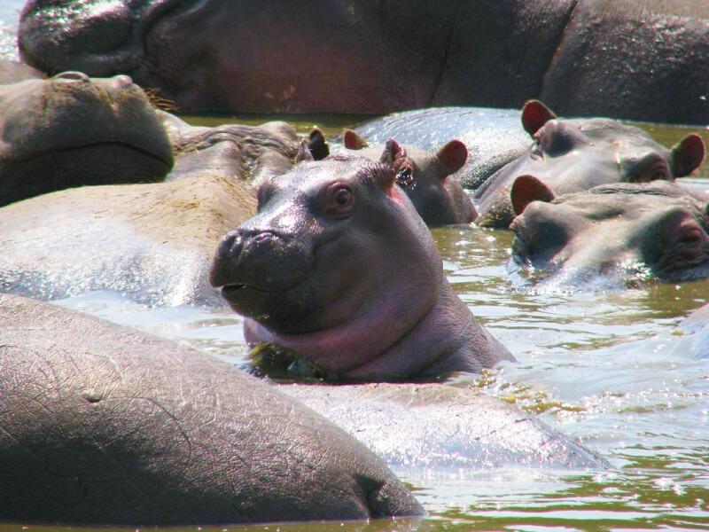 Sonhar com Bebês Hipopótamos