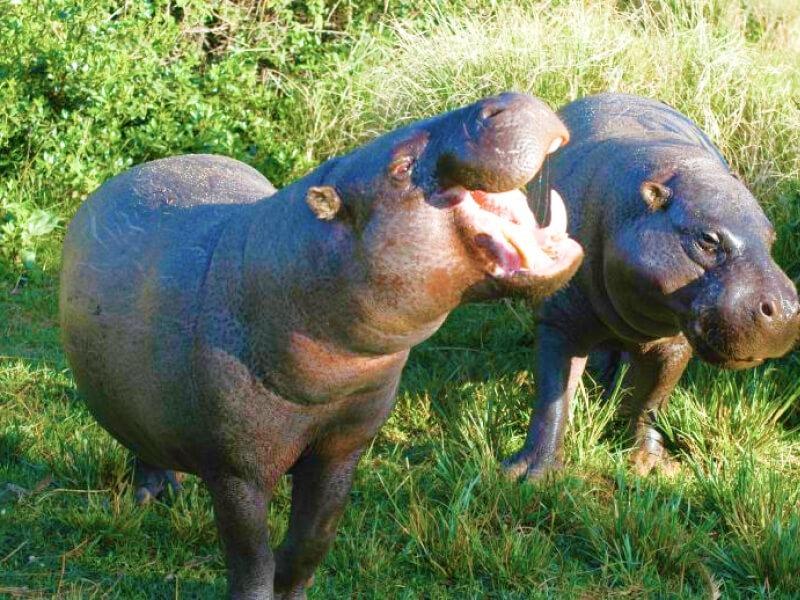 Sonhar com Hipopótamos Gigantes